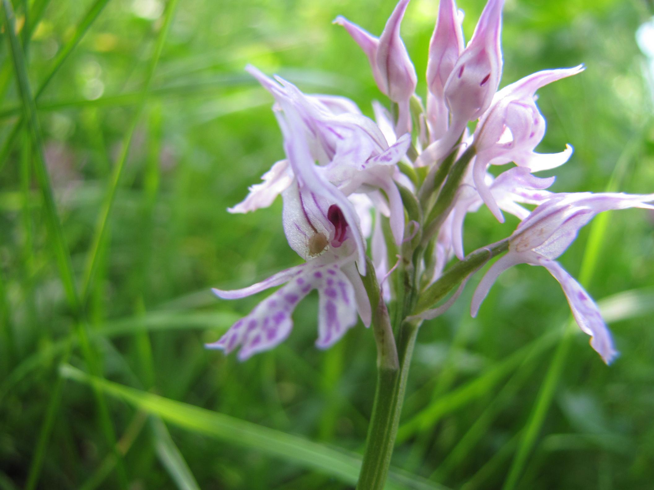 Identificazione 3: Orchis tridentata?